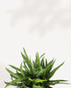 Chinese Evergreen Cutlass | Buy Online