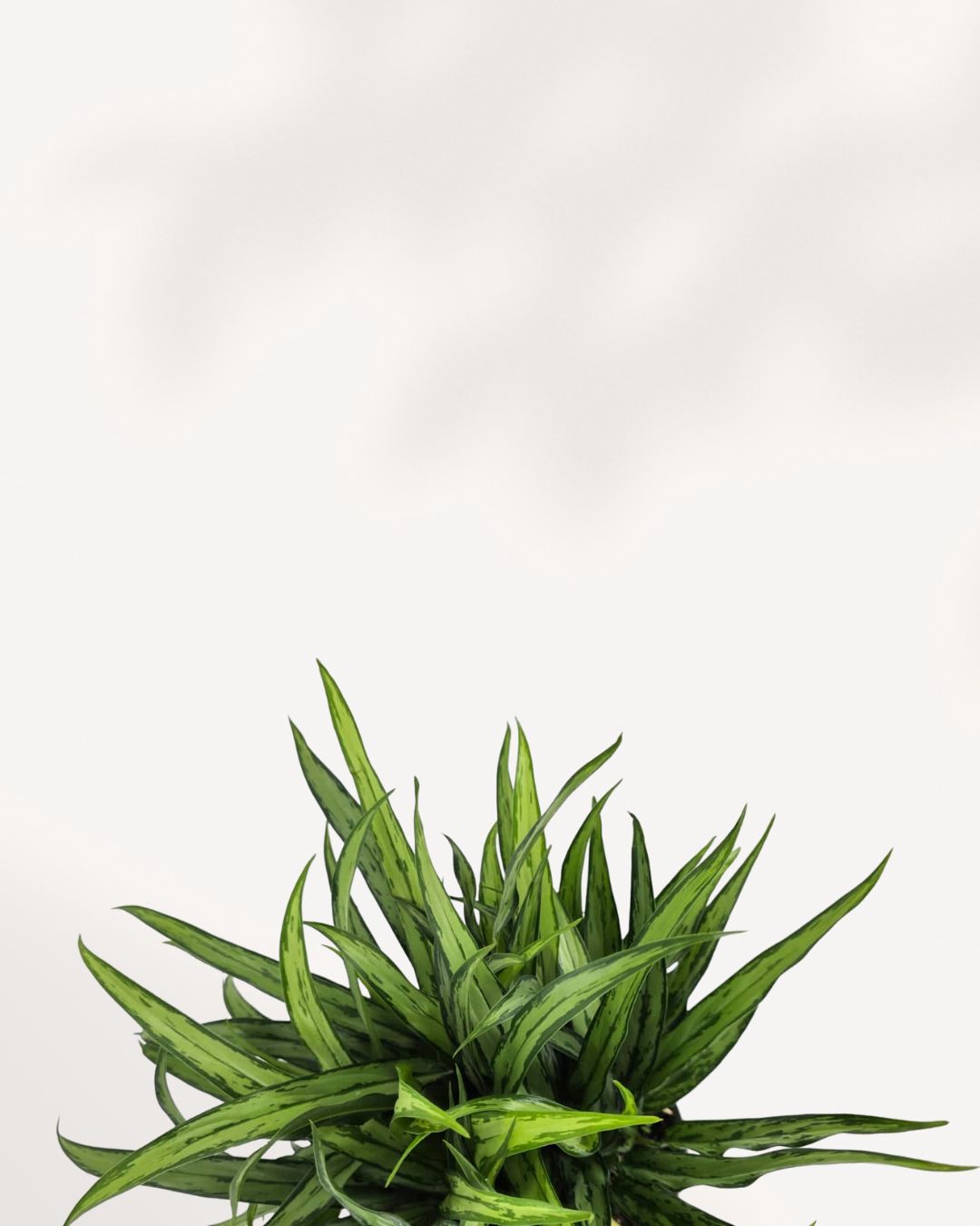 Chinese Evergreen Cutlass | Buy Online