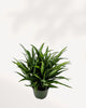 Chinese Evergreen Cutlass | Buy Online