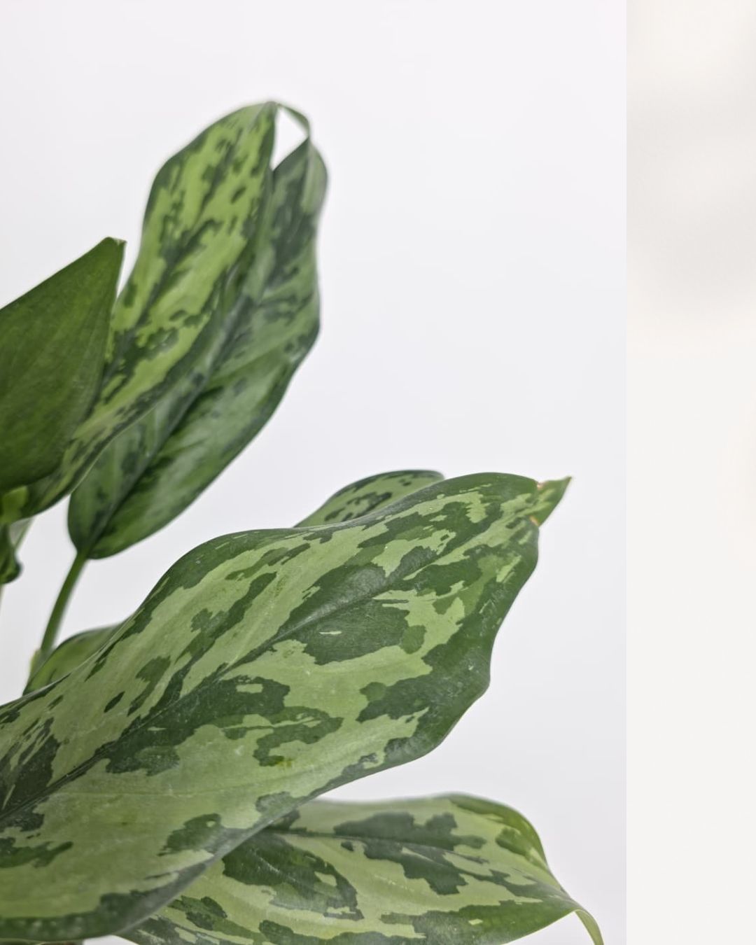Chinese Evergreen Jubliee