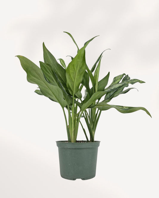 Chinese Evergreen Jubliee