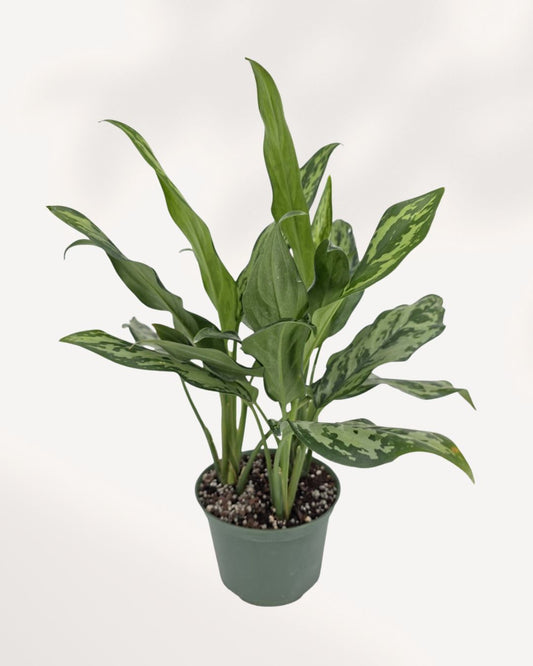 Aglaonema Jubilee