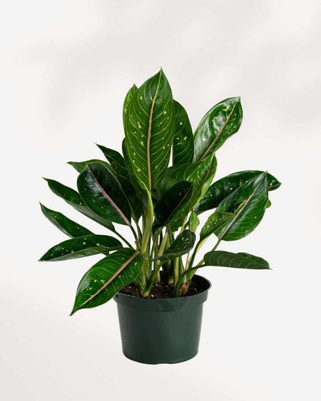 aglaonema plant moon Chinese Evergreen Pink Moon | Buy Online – Stunning Pink Foliage Houseplant | Mygreenscape