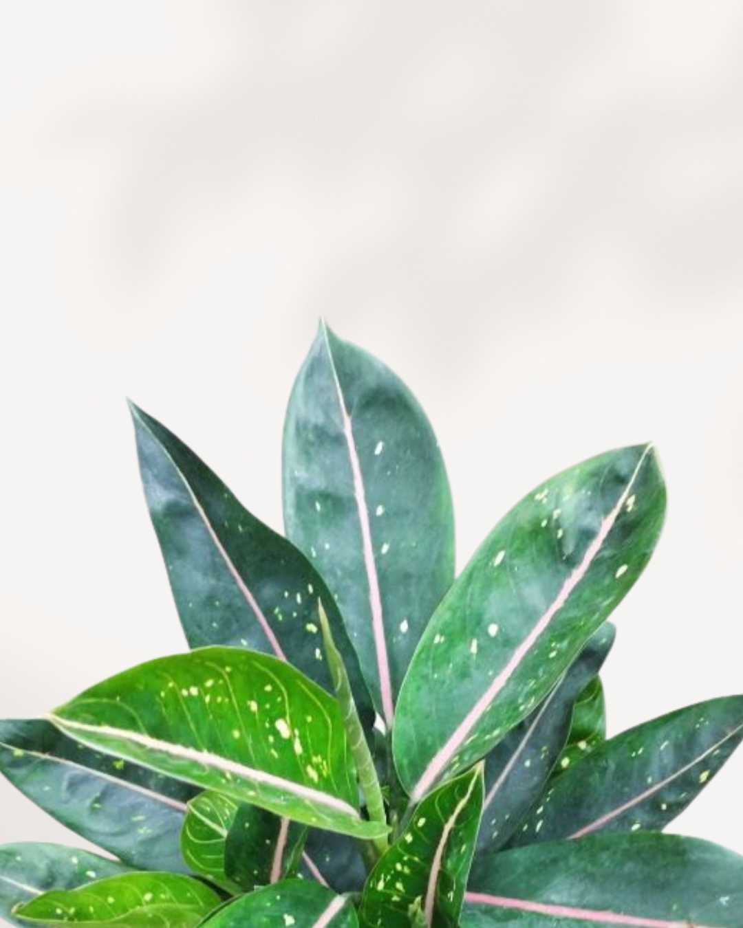 aglaonema pink moon Chinese Evergreen Pink Moon | Buy Online – Stunning Pink Foliage Houseplant | Mygreenscape