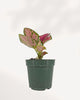 Aglaonema Red Valentine