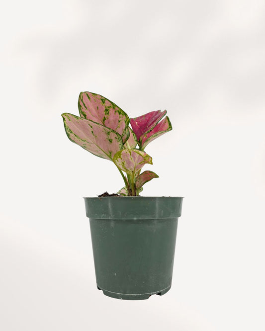 Aglaonema Red Valentine