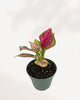 Aglaonema Red Valentine