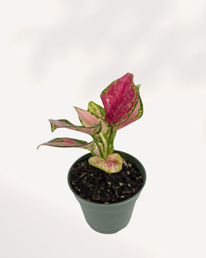 Aglaonema Red Valentine