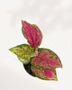 Aglaonema Red Valentine