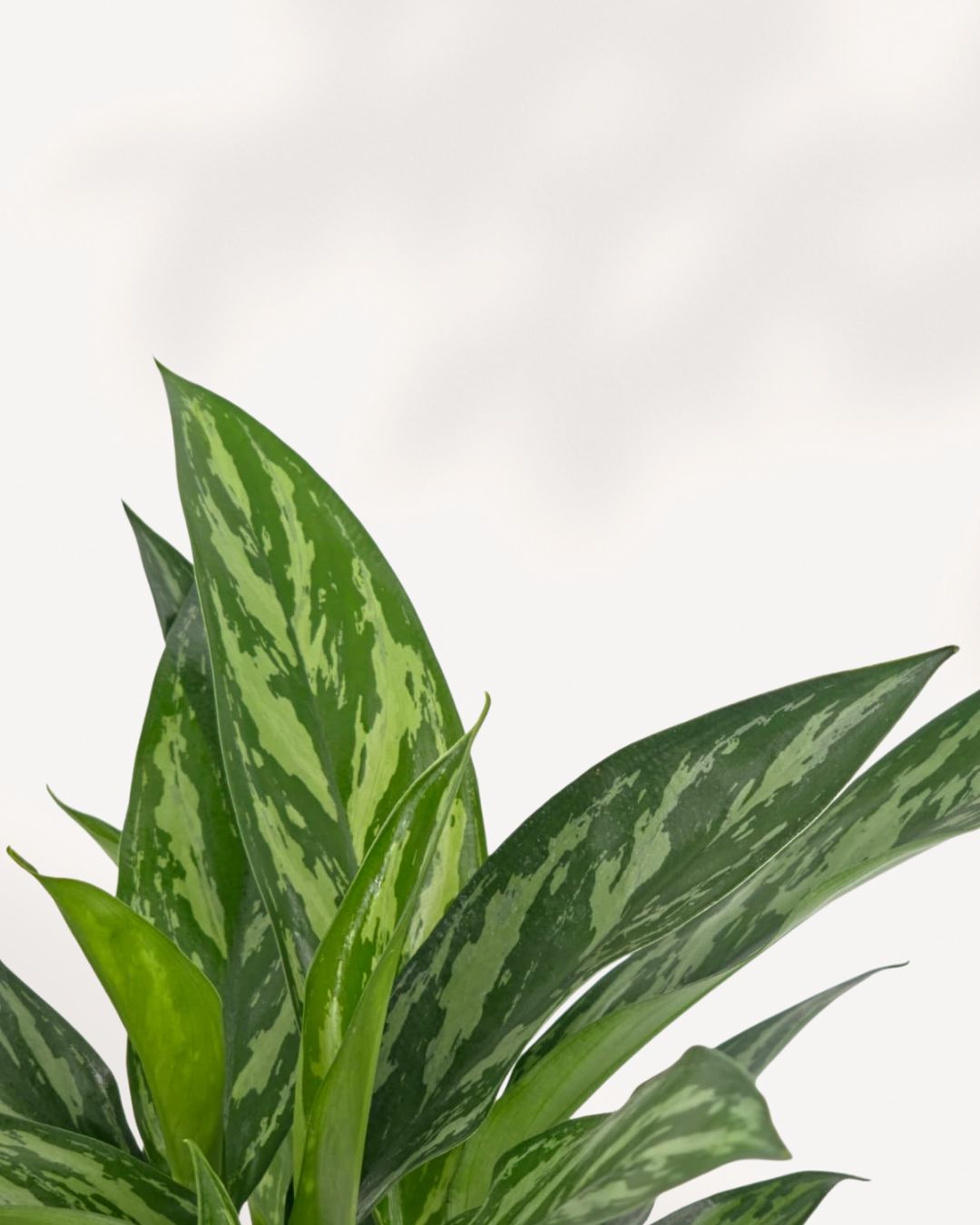 Chinese Evergreen Tigress