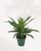 Chinese Evergreen Tigress