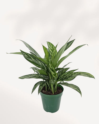 Chinese Evergreen Tigress