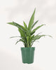 Chinese Evergreen Tigress