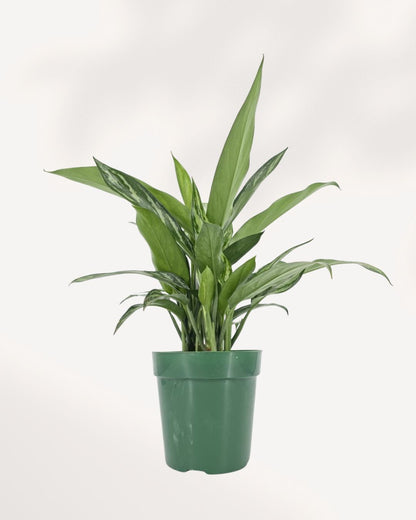 Chinese Evergreen Tigress
