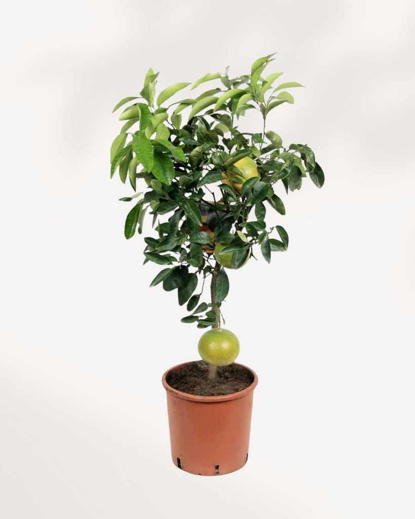 Chinese Pomelo 6-7” Pot - Large