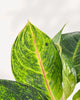 Chinese Evergreen Panther houseplant with bold foliage – expert care tips and Canada-wide delivery from Toronto