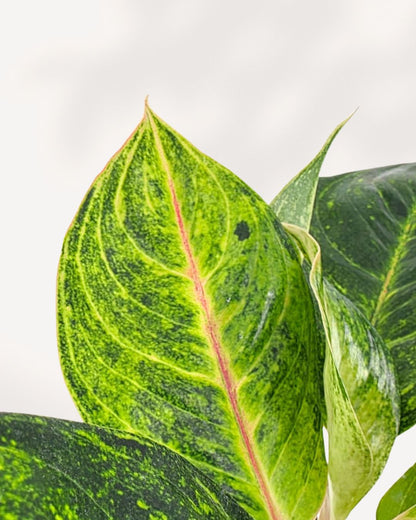 Chinese Evergreen Panther houseplant with bold foliage – expert care tips and Canada-wide delivery from Toronto