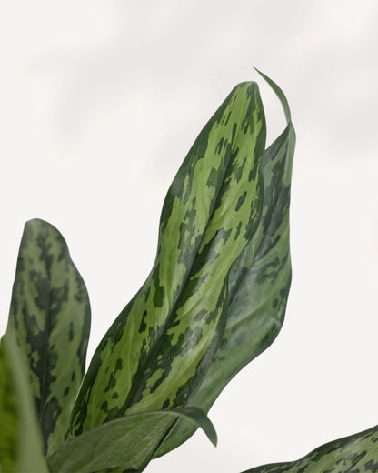 Chinese Evergreen Jubliee