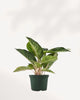 Chinese Evergreen Panther houseplant with bold foliage – expert care tips and Canada-wide delivery from Toronto