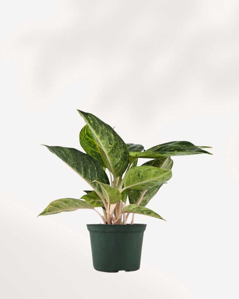 Chinese Evergreen Panther houseplant with bold foliage – expert care tips and Canada-wide delivery from Toronto