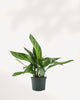 Chinese Evergreen Stripes houseplant for sale online with pro care tips and fast delivery from Toronto across Canada