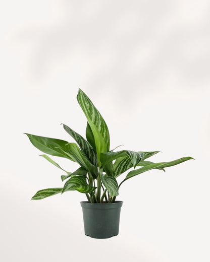 Chinese Evergreen Stripes houseplant for sale online with pro care tips and fast delivery from Toronto across Canada