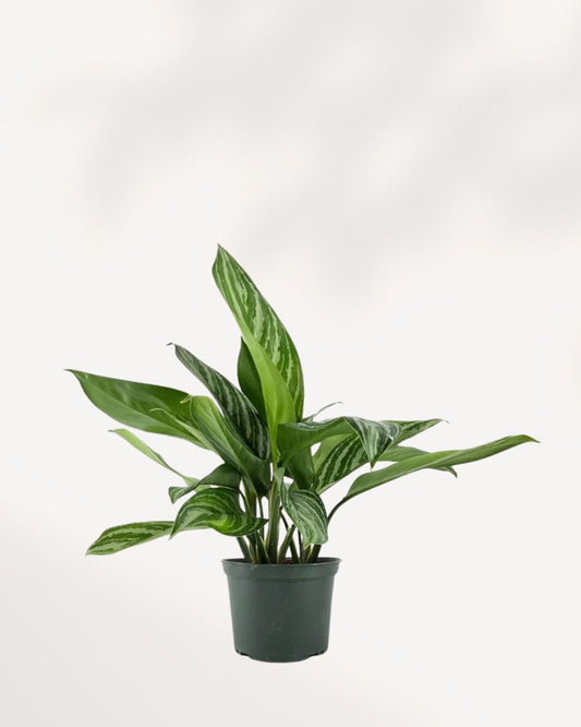 Chinese Evergreen Stripes houseplant for sale online with pro care tips and fast delivery from Toronto across Canada