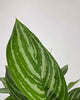 Chinese Evergreen Stripes houseplant for sale online with pro care tips and fast delivery from Toronto across Canada