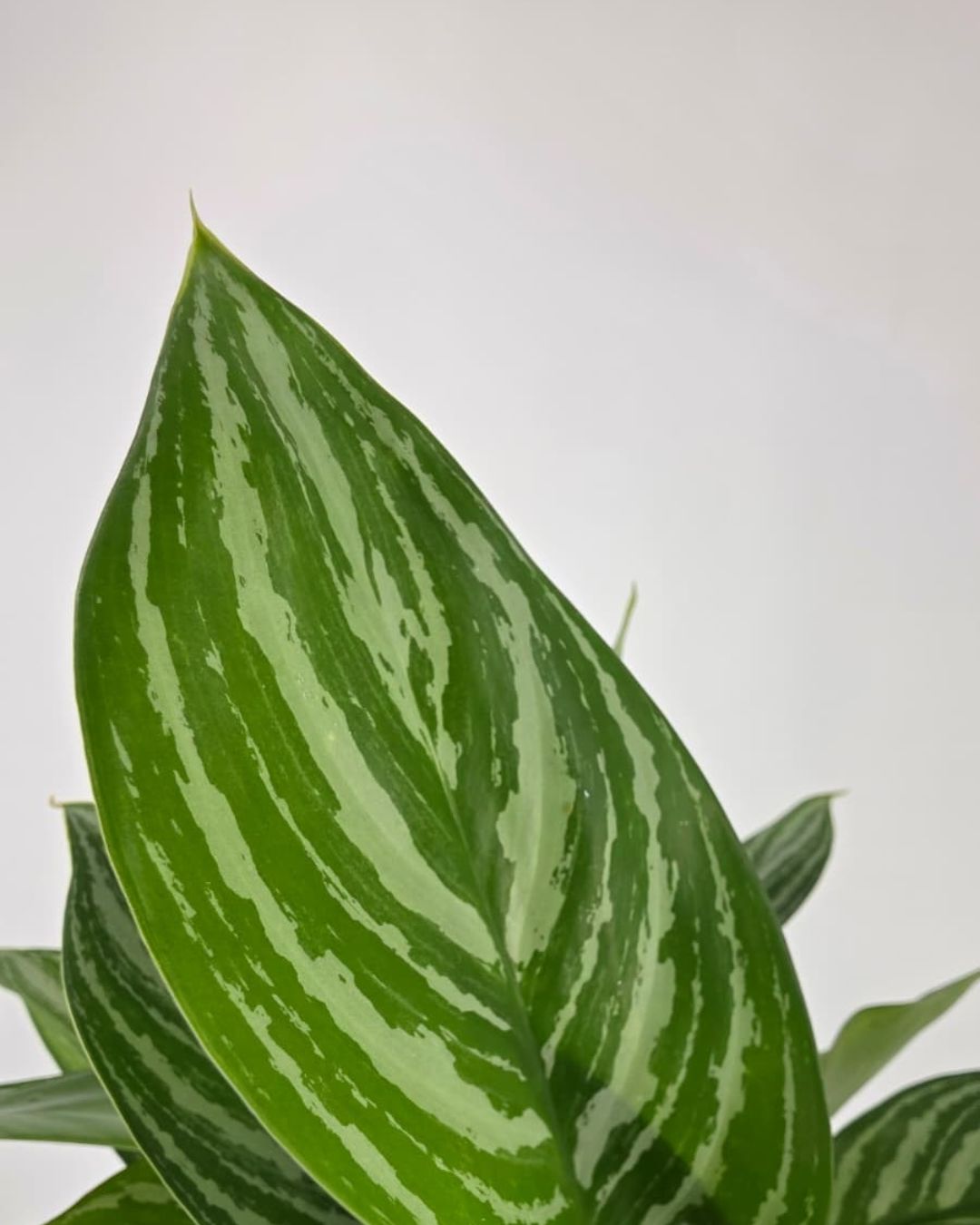 Chinese Evergreen Stripes houseplant for sale online with pro care tips and fast delivery from Toronto across Canada