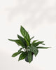 Chinese Evergreen Stripes houseplant for sale online with pro care tips and fast delivery from Toronto across Canada