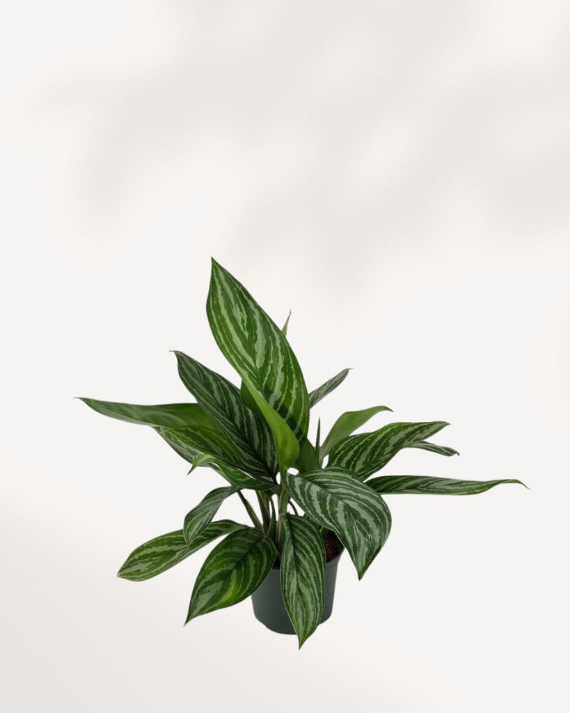 Top view of Chinese Evergreen Stripes' foliage