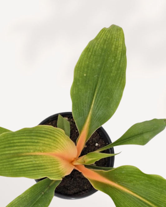 Chlorophytum Mandarin indoor plant front top view showing vibrant green leaves with bright orange stems in decorative pot