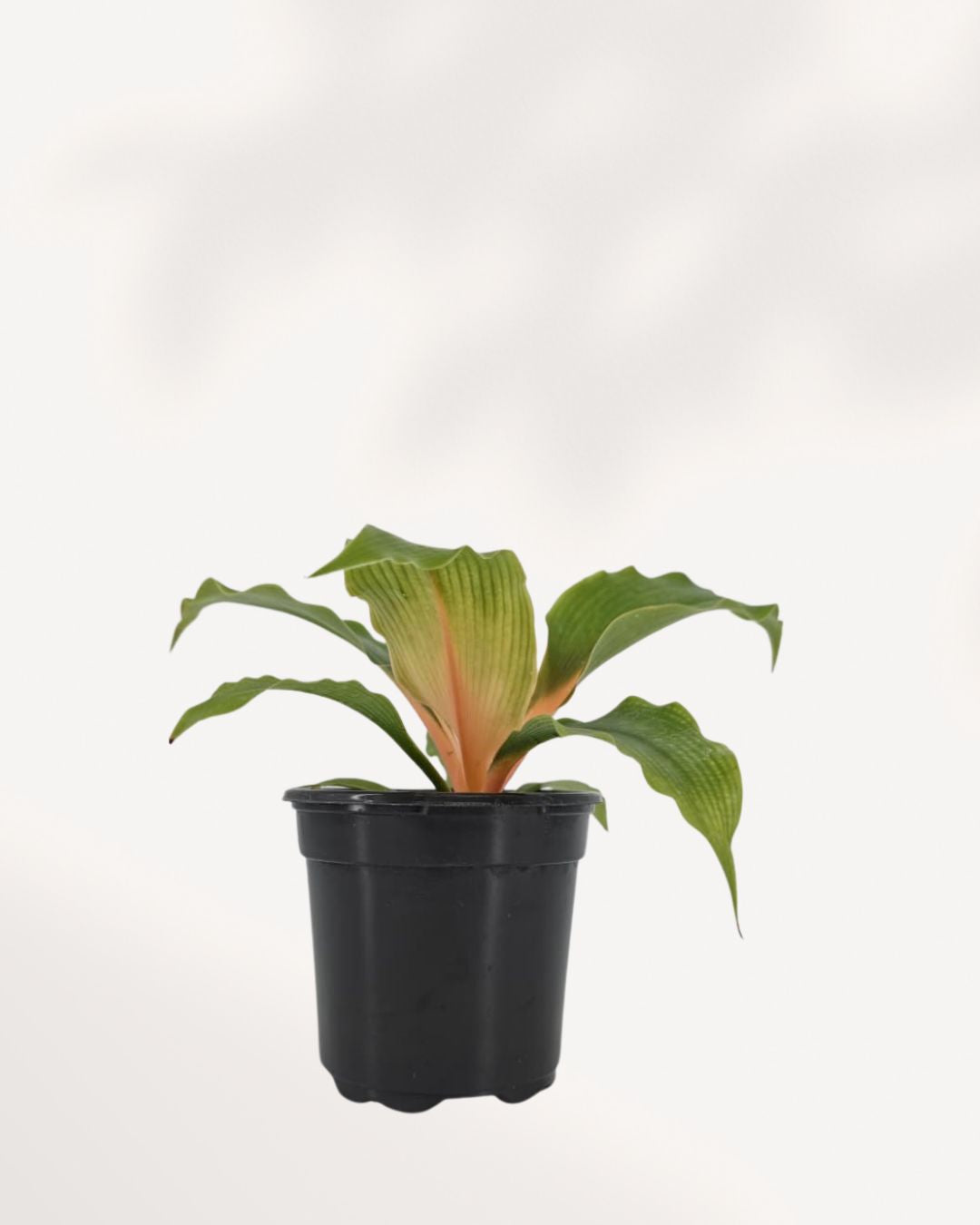 chlorophytum cv mandarin orange Chlorophytum Mandarin for Sale Canada, Orange Spider Plant Richmond Hill GTA | Mygreenscape