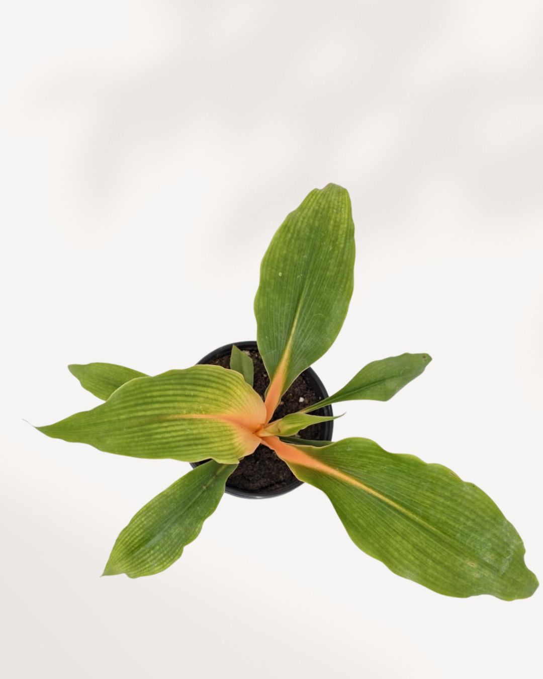 chlorophytum mandarin care Chlorophytum Mandarin for Sale Canada, Orange Spider Plant Richmond Hill GTA | Mygreenscape