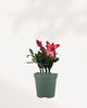 Christmas Cactus in a 4 inch pot front view, ready to buy online with home delivery.