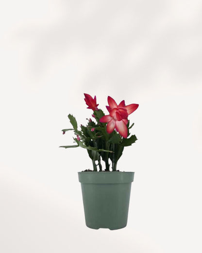 Christmas Cactus in a 4 inch pot front view, ready to buy online with home delivery.