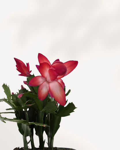 Christmas Cactus closeup with fresh growth, available to buy online with home delivery.