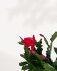 Side view closeup of a Christmas Cactus with healthy pads, buy online with home delivery.