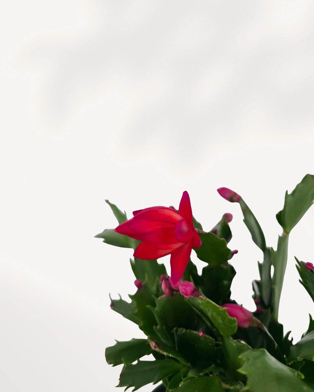 Side view closeup of a Christmas Cactus with healthy pads, buy online with home delivery.