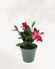 Top side view of a small Christmas Cactus, buy online and get it delivered to your home.