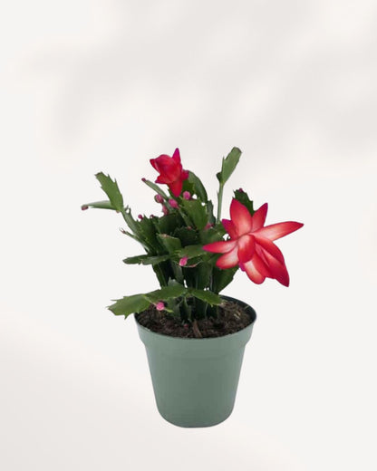 Top side view of a small Christmas Cactus, buy online and get it delivered to your home.