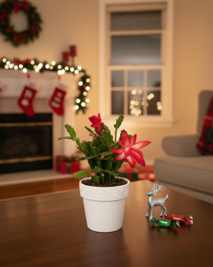 Christmas Cactus in a decorative pot in a living room, available to buy online with home delivery.