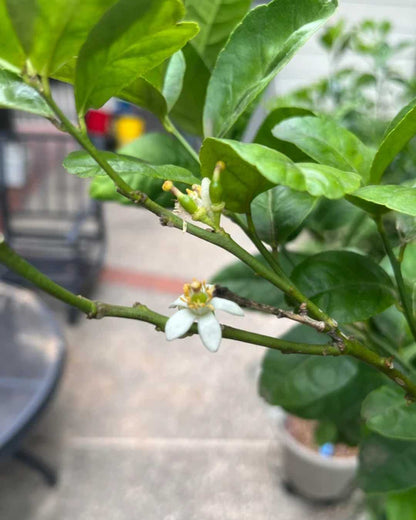 Close-up of fresh, aromatic Key Limes on a Citrus Key Lime tree, ideal for cooking and beverages.