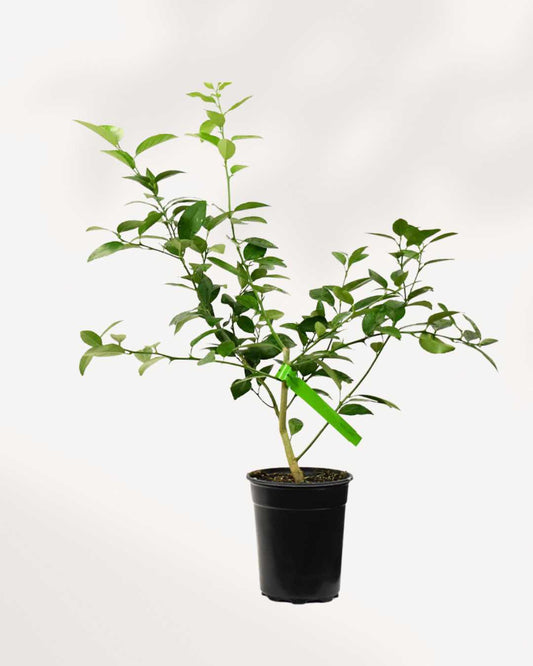 Compact Citrus Key Lime tree in a pot, perfect for indoor or patio gardening and small spaces.