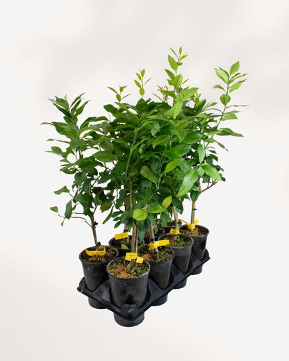 8 Eureka Lemon Trees direct from nursery, healthy citrus plants lined up with vibrant foliage and developing lemons, premium quality indoor and patio lemon trees available in Richmond Hill GTA and across Canada