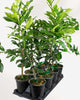 Citrus Kaffir Lime Tree 5" Pot - Medium