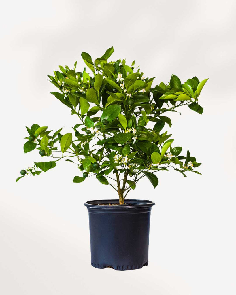 calamondin orange tree toxic to cats Calamondin Orange | Buy Fresh Calamondin Oranges Online | Mygreenscape