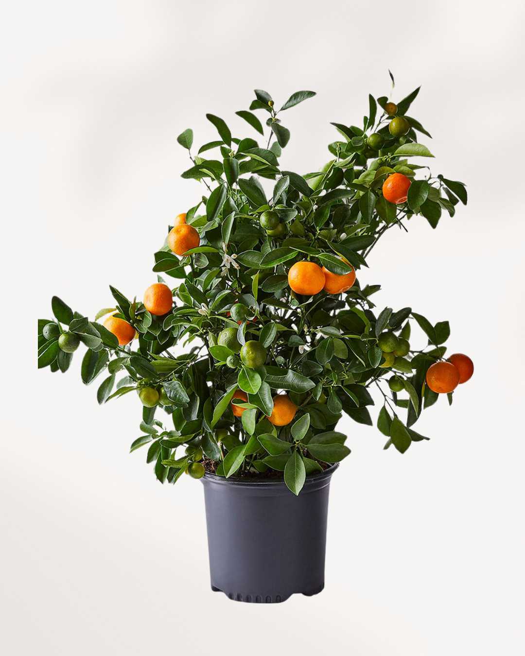 Citrus, Calamondin Orange | Buy Online