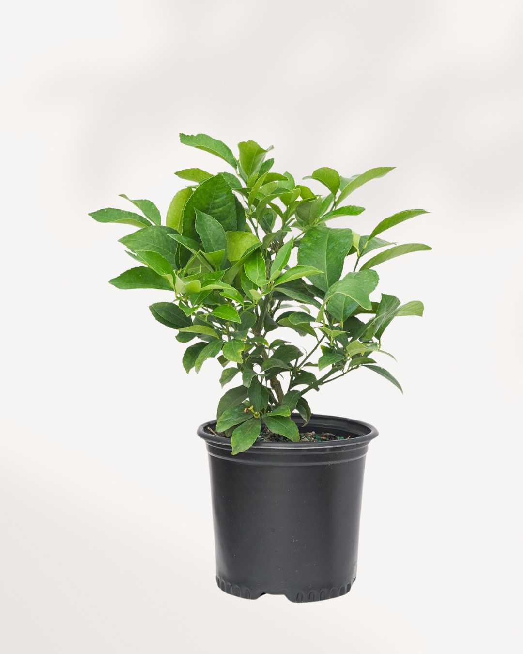 Citrus Meyer Lemon | Buy Online