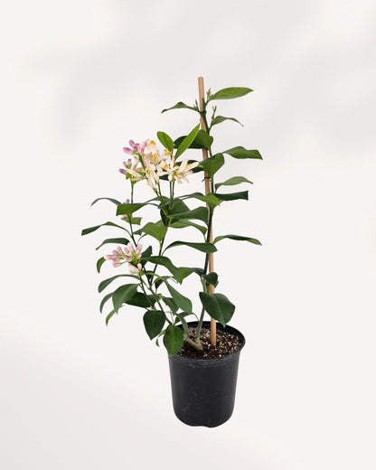 Side angle of Citrus Meyer Lemon plant – compact, fruit-bearing tree with healthy leaves, easy to grow and ideal for home gardens.